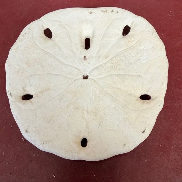 Medium Size Shells Not Found In Typical Souveneir Packs - Picture 5 of 16